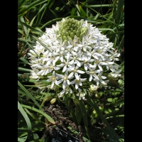 Scilla Peruviana (fam. Liliacees)(rg mediterraneennes occidentales) (01)